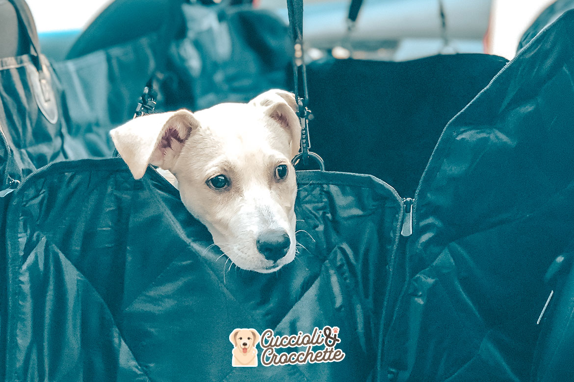 cani in auto regole e suggerimenti per il trasporto dei cani