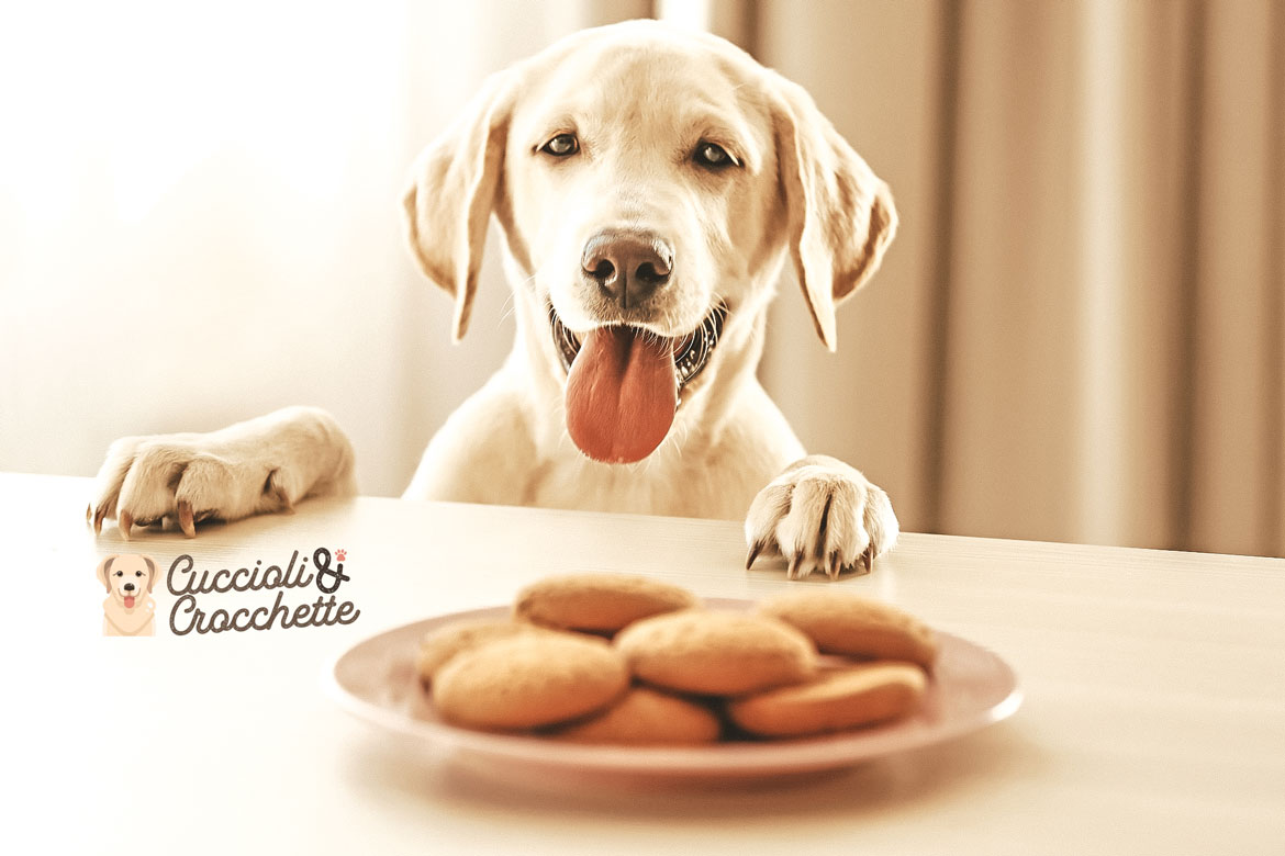 cane lontano dalla tavola: consigli per non fare elemosinare al cane il cibo dalla tavola