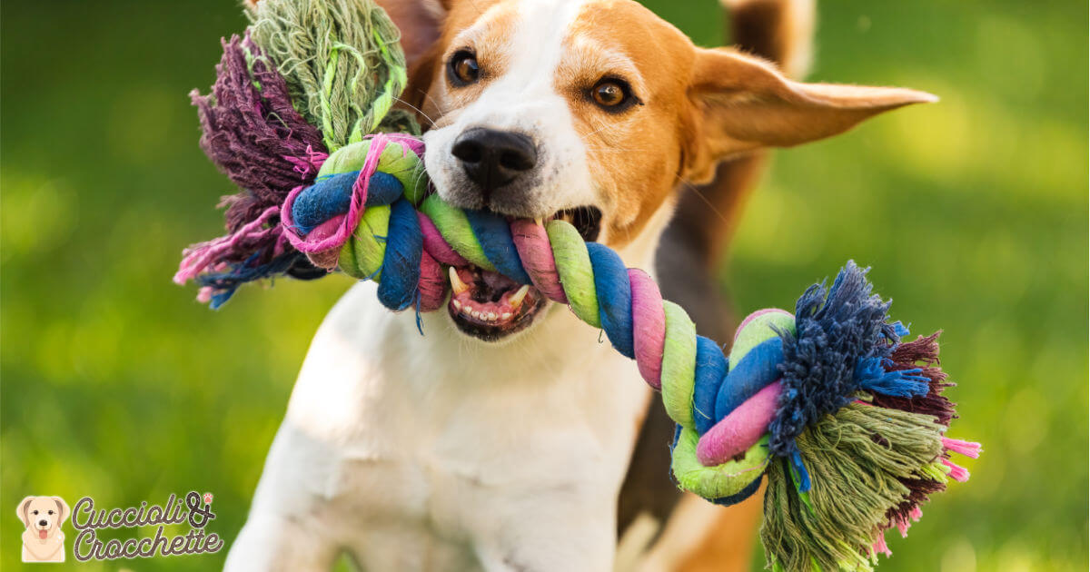 Giochi resistenti per cani: gli indistruttibili
